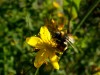 fleißiges Bienchen 2
