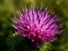 Distelblüte offen