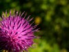 Distelblüte offen 2