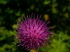 Distelblüte offen 3