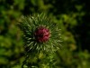 Distelblüte geschlossen