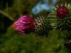 Distelblüte geschlossen 2