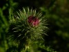 Distelblüte geschlossen 3