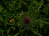 Distelblüte geschlossen 5
