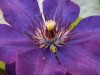 Lila Sonnenblüte 3