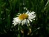 Gänseblümchen
