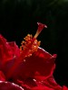 Exotische Blüte