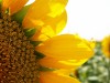 Riesige Sonnenblume