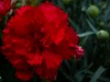 Rote Blüte