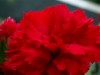 Rote Blüte 2