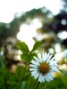 Einsames Gänseblümchen