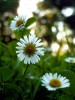 3er-Pack Gänseblümchen