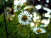 3er-Pack Gänseblümchen 2